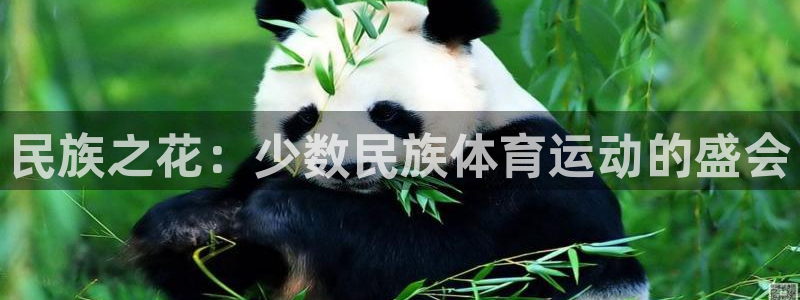 球迷体育直播在线观看：民族之花：少数民族体育运动的盛会